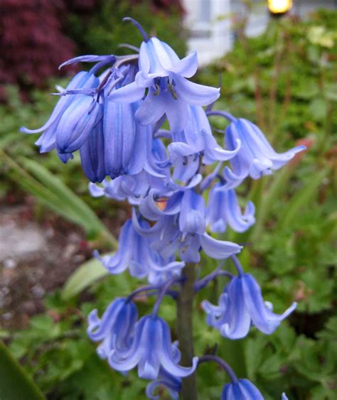 woody hyacinth|hyacinthoides hispanica blooms images.